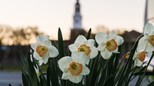 Spring daffodils on campus