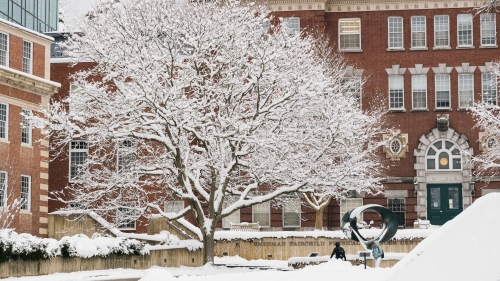 Snow-covered tree and surroundings in front of brick buildings